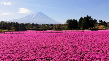 富士山と芝桜の絶景「富士芝桜まつり」芝桜のおすそわ 富士山と芝桜の絶景「富士芝桜まつり」芝桜のおすそわ