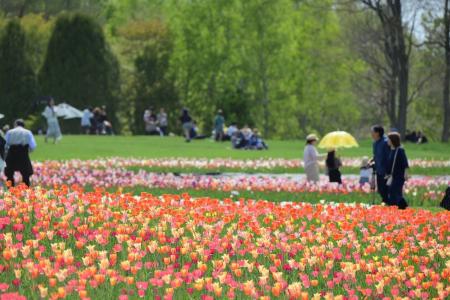 【札幌近郊最大級！丘を彩る23万球】チューリップ見頃