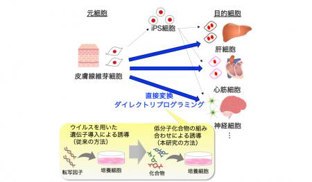 細胞の直接変換過程をシミュレーションで再現、AIで細 細胞の直接変換過程をシミュレーションで再現、AIで細