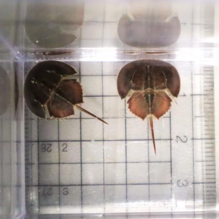 生きた化石 カブトガニの幼生を四国水族館で展示して 生きた化石 カブトガニの幼生を四国水族館で展示して