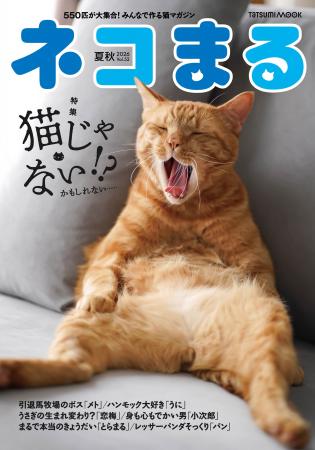 猫だけど猫じゃない!?︎　不思議な仕草や表情が魅力の