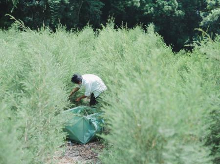 淡路島の耕作放棄地をティーツリー農園へ転換 造園 淡路島の耕作放棄地をティーツリー農園へ転換 造園
