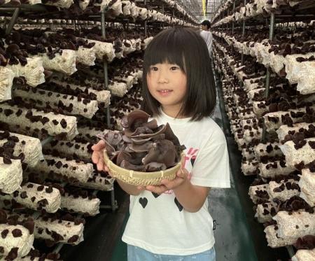 珍しい!オーガニックきくらげの収穫体験!受付開始! 珍しい!オーガニックきくらげの収穫体験!受付開始!