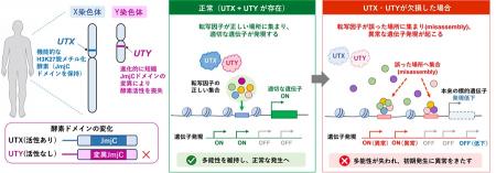 【横浜市立大学】Y染色体は消えない？―ヒト発生utf-8