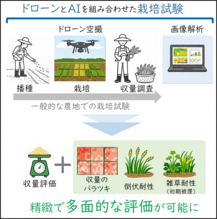 「収量」だけじゃない 様々な栽培特性を空から測る新