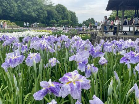 やまと花ごよみ202６「にぎわいマルシェin馬見花菖蒲