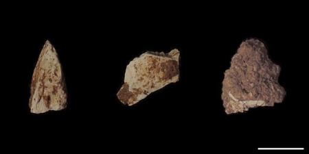 旧石器時代末期の狩猟対象を放射光X線CTで解明─特別史 旧石器時代末期の狩猟対象を放射光X線CTで解明─特別史