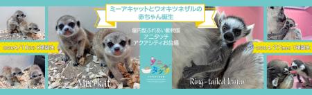 屋内型ふれあい動物園「アニタッチ アクアシティお台