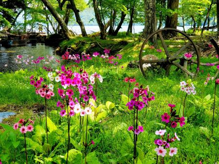 静かな森に咲く可憐な花「クリンソウ」　日本有数の群