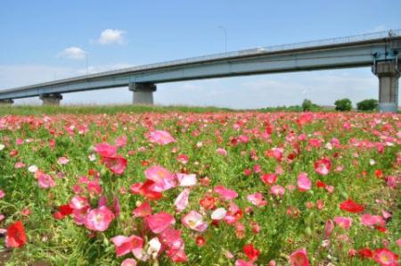 江戸川に満開のポピーを見に行こう！5月30日（土）に