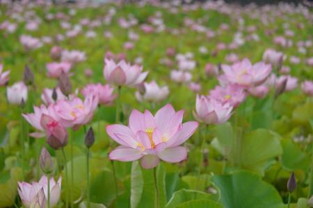 ヤマサ蒲鉾の美しい蓮畑を無料公開！ 「夢前蓮の花苑