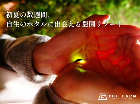 千葉・香取の里山に、今年も自生のホタルの光。農園リ 千葉・香取の里山に、今年も自生のホタルの光。農園リ