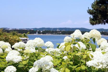 【横浜・八景島シーパラダイス】県内最大級、２万株の