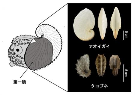 【和歌山高専】「偽貝殻」を持つタコ・カイダコ類の20 【和歌山高専】「偽貝殻」を持つタコ・カイダコ類の20