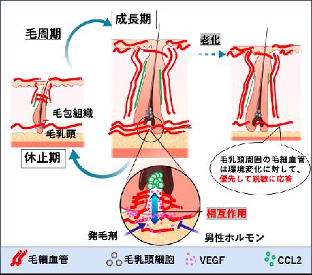 毛の再生を促す毛細血管の新たな機能を発見