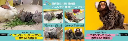 屋内型ふれあい動物園「アニタッチ 東京ドームシティ