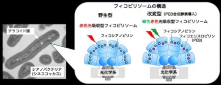 【東京農業大学（共同研究）】光合成アンテナのutf-8