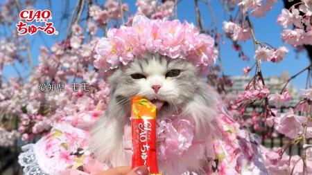 いなばペットフード　全国の猫ちゃんが続々登場！2026