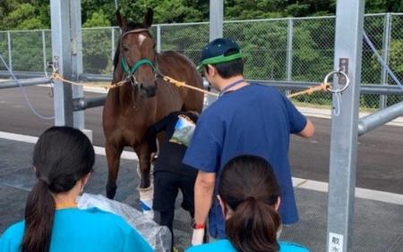 未来の獣医師を育む！ 牛や馬と触れ合う特別プログラ