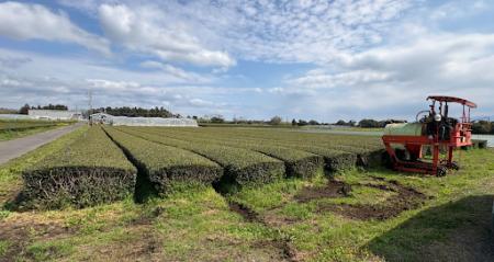 鹿児島県の茶園で高温乾燥資材「スキーポン」の実証試 鹿児島県の茶園で高温乾燥資材「スキーポン」の実証試