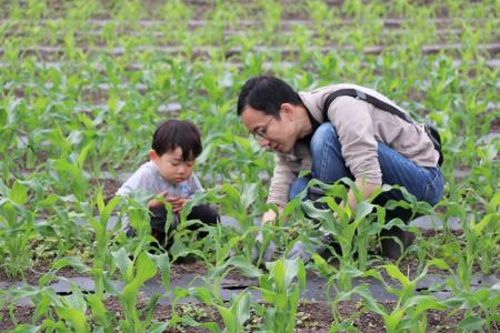 トウモロコシ畑の草取りや小松菜の収穫体験　昭和村「