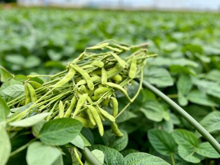 【埼玉県狭山市】旬の香りを食卓へ。狭山市で今年も自