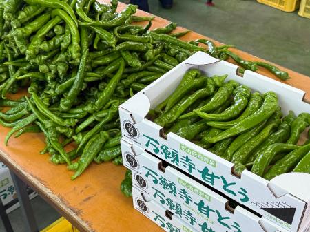 舞鶴市発祥「万願寺甘とう」初出荷・出発式 出荷量537