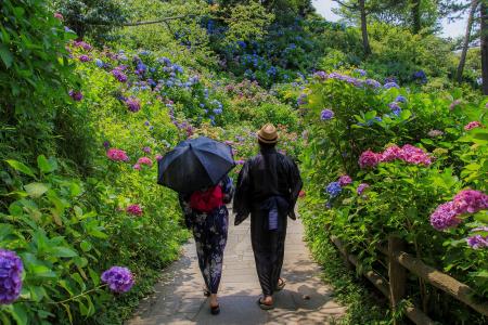その数なんと１５万株３００万輪！株数日本一のあじさ