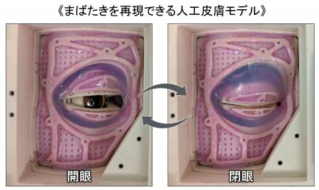 “まばたきする人工皮膚モデル”を開発~ 1日2万回の動 “まばたきする人工皮膚モデル”を開発~ 1日2万回の動