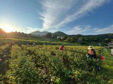 【山形・置賜】日本の紅（あか）をつくる町・白鷹町で