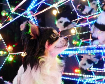 「じっとできない子大歓迎!」犬も飼い主も“無理をし 「じっとできない子大歓迎!」犬も飼い主も“無理をし