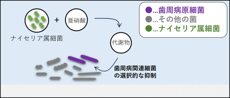 口腔内細菌が亜硝酸代謝を介して、選択的に歯周病関連