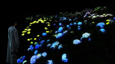 夜の植物園でアジサイが光り輝く作品《紫陽花の結晶》 夜の植物園でアジサイが光り輝く作品《紫陽花の結晶》