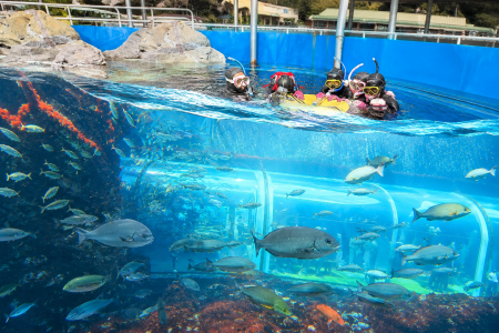 下田海中水族館で新 体験プログラム『大水槽おさかな 下田海中水族館で新 体験プログラム『大水槽おさかな