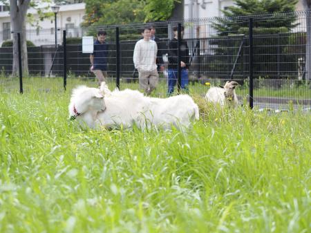 学生や近隣住民の「かわいい」「癒される」の声に応え
