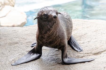 【京都水族館】オットセイ「ちのわ」1歳の誕生日utf-8