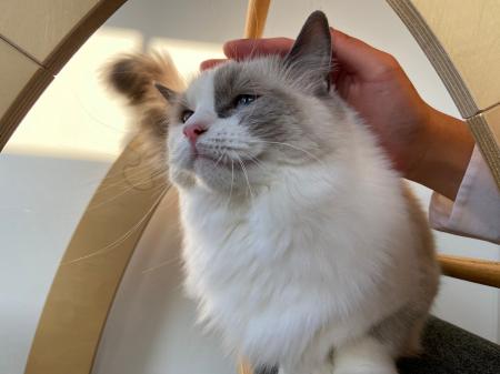 “猫を安心して預けられない”という悩みに応える。越谷