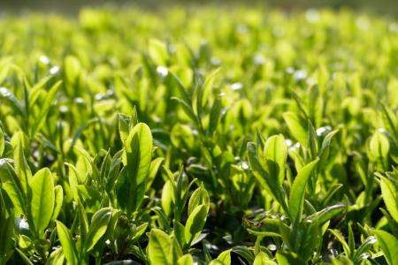1200年の歴史を誇る兵庫県内随一の茶処でお茶を楽しむ