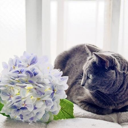 いなばペットフード　わんちゃん・猫ちゃんとの「梅雨