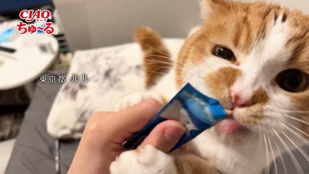 いなばペットフード　「CIAO ちゅ～る」2026年春の新C