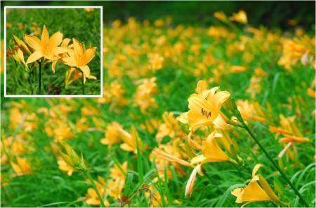 六甲高山植物園 亜高山帯型早咲き約1000株の「ニutf-8