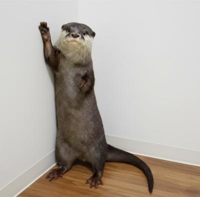 世界カワウソの日 World Otter Day2026 に「カワウソ