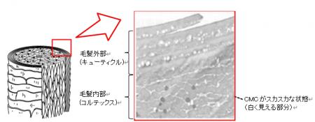 ブリーチなどによる髪のダメージを味方に～梅雨の湿気