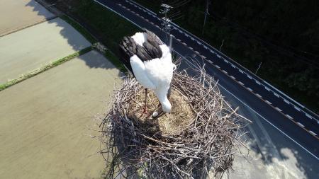 国特別天然記念物コウノトリが舞鶴市内で営巣。卵を確