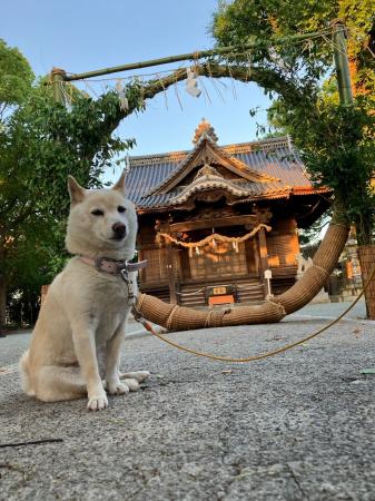 看板犬シロちゃんもお出迎え　八女茶の枝で作る『茶の
