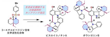 植物に含まれる複雑な天然物の完全化学合成に成功 ― 植物に含まれる複雑な天然物の完全化学合成に成功 ―