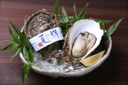鳥取県産天然イワガキ「夏輝」・6月1日より今季初出荷