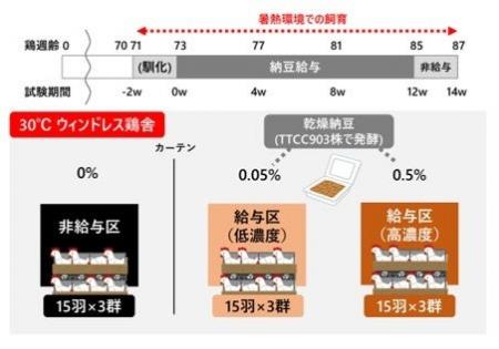 納豆菌でニワトリの暑さストレスを軽減