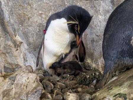 ペンギンの子育てシーズン到来 ！ のんほいパークへ、