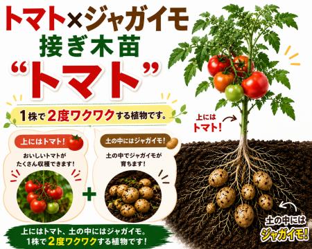 “これ、本当にトマト！？”話題の「ポマト（ジャガトマ